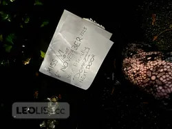 Escorts Vancouver, British Columbia Viola